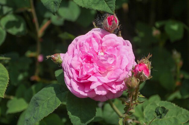 Roze bloemen en theeroosjes