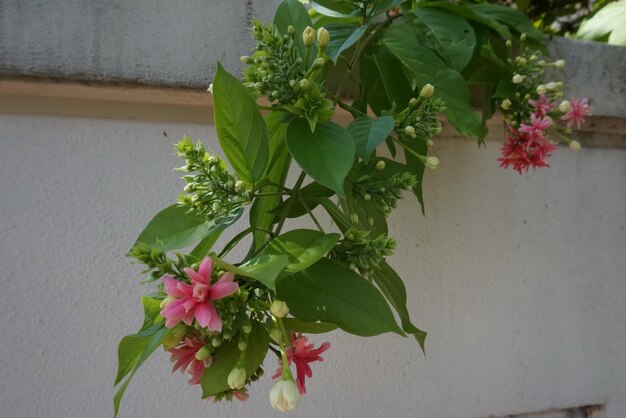 Roze bloemen groeien op de boom.