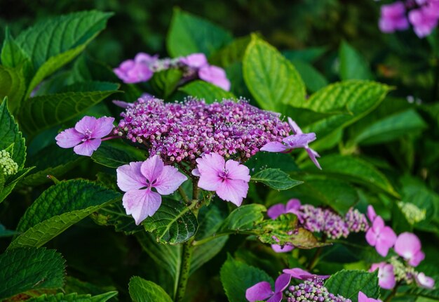 Roze bloemen Hortensia op groene achtergrond