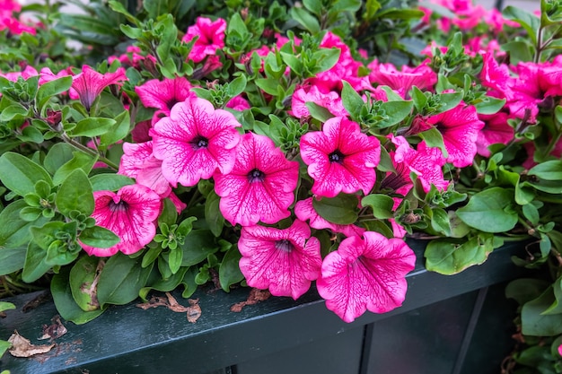 Roze bloemen in Brussel