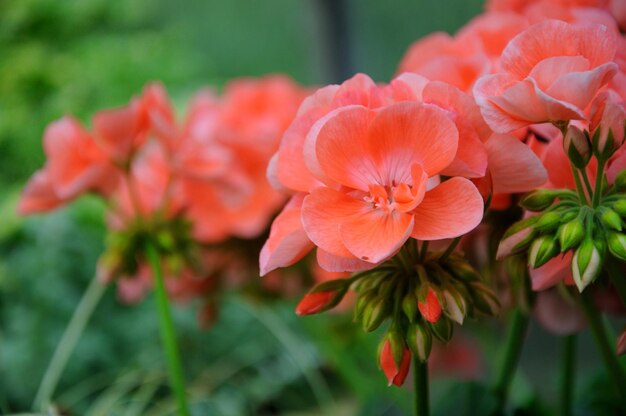 Roze bloemen in close-up in Palmen Garten Frankfurt am Main Hessen Duitsland