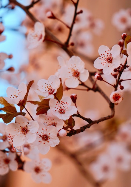 roze bloemen in de lente