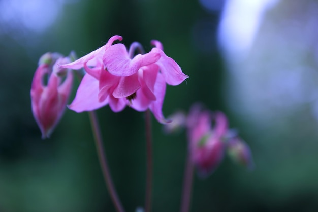 Roze bloemen in de tuin. Prachtige aquilegia-bloemen bloeien buiten in de lente