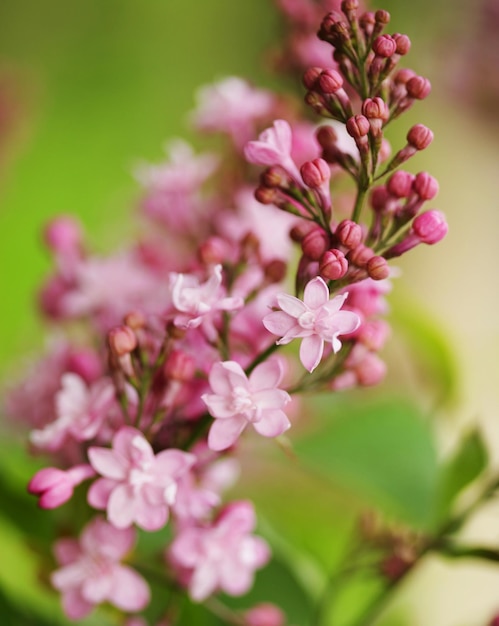 Roze bloemen in de tuin