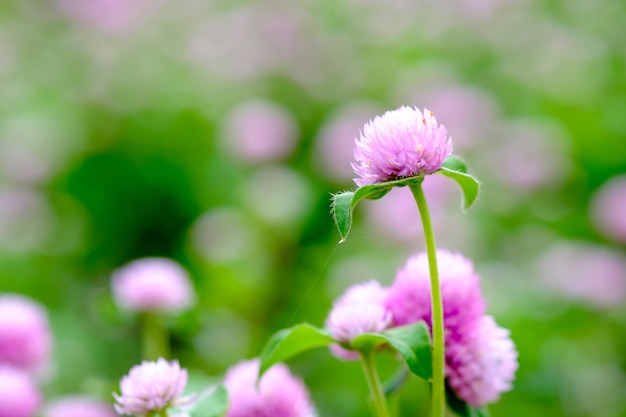 Roze bloemen in de tuin