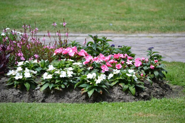 Roze bloemen in de tuin