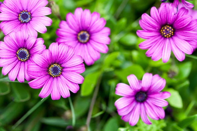 Roze bloemen in de tuin