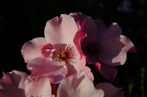 Roze bloemen in de zon