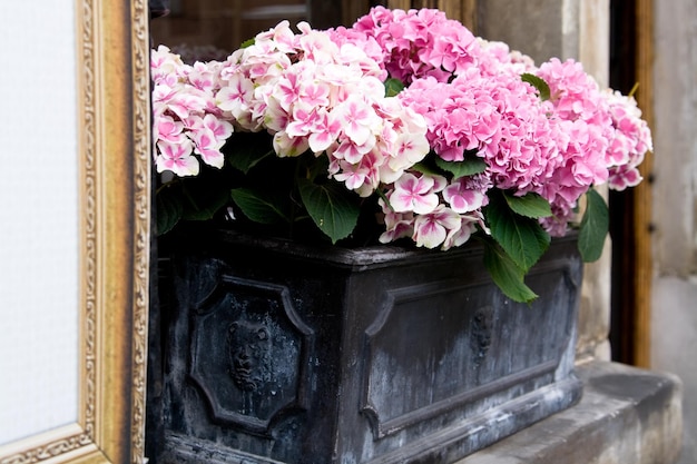Foto roze bloemen in een zwarte doos op de vensterbank