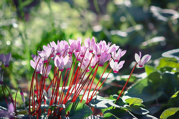 Foto roze bloemen in geurige lenteparken