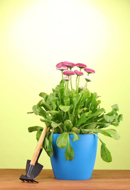 Roze bloemen in pot met instrumenten op houten tafel op groene achtergrond