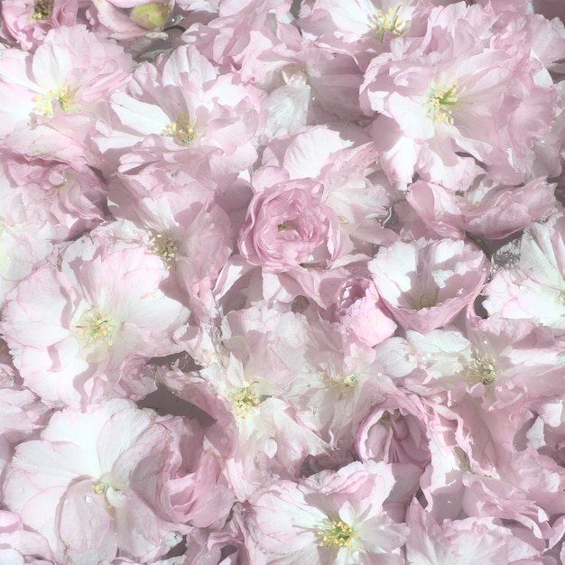 Roze bloemen kers sakura achtergrond bloem muur zachte selectieve focus vakantie briefkaart roze bloemblaadjes