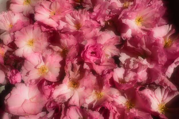 Roze bloemen kersen sakura achtergrond Bloemenmuur Zachte selectieve aandacht Vakantie ansichtkaart Roze bloemblaadjes en gele meeldraden Mooie achtergrond Bloemblaadje kunst Lente kersenbloesem Prunus serrulata