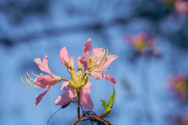 Roze bloemen met een wazige bokeh-achtergrond