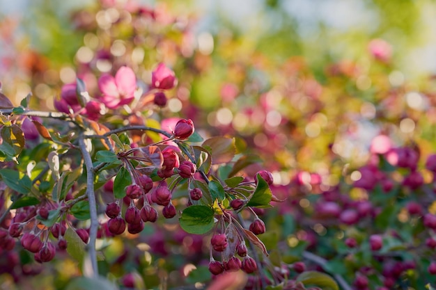 Roze bloemen met een wazige bokeh-achtergrond