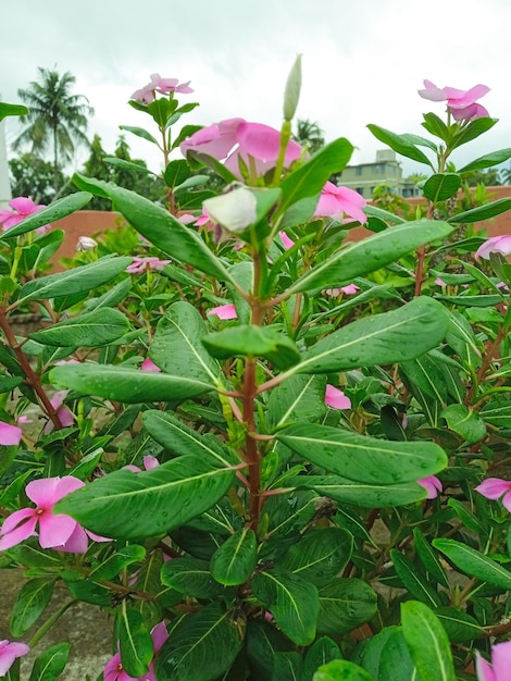 Foto roze bloemen met onscherpe achtergrond