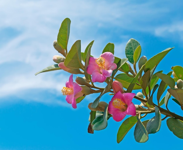 Roze bloemen onder een bewolkte zomerhemel