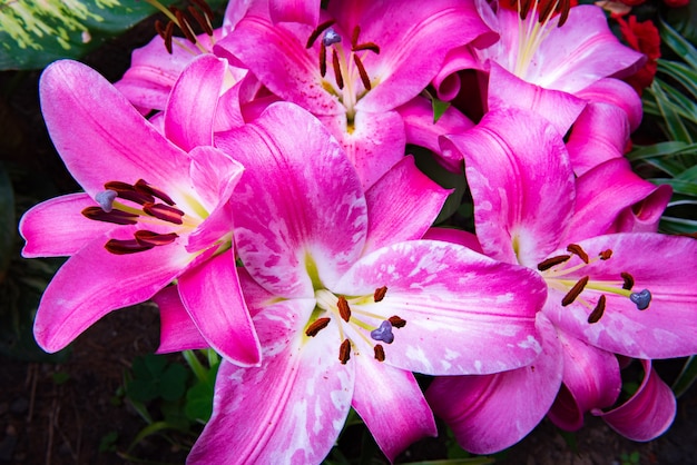 Foto roze bloemen op de natuur