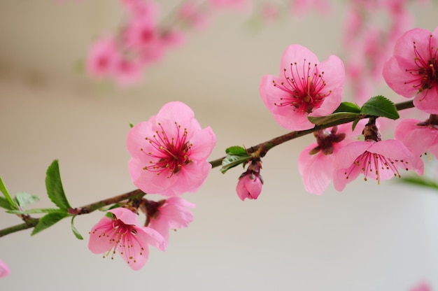 Roze bloemen op een lenteboom, horizontale achtergrondtextuurafbeelding, wazig, zachte focus, kopieerruimte