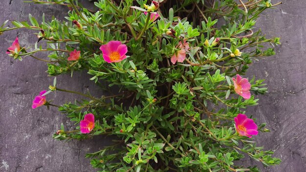 Roze bloemen op een paarse muur 01