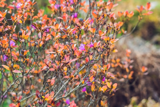 Roze bloemen op een rododendron genaamd 'Point Defiance'