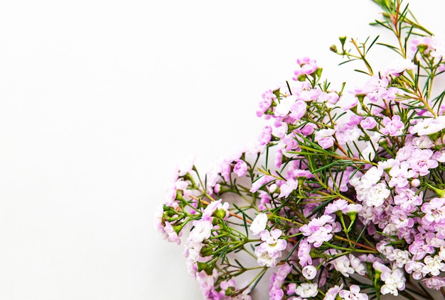 Roze bloemen op een witte achtergrond