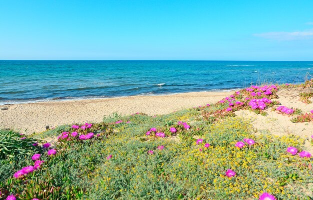 Roze bloemen op groene duinen in Platamona Sardinië