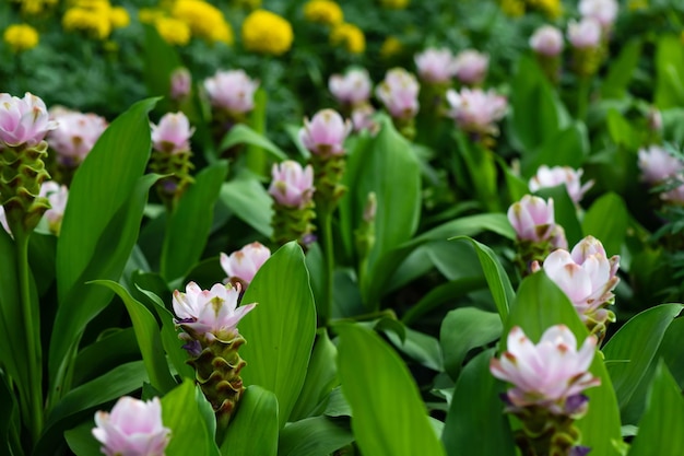 Roze bloemen op groene natuur achtergrond