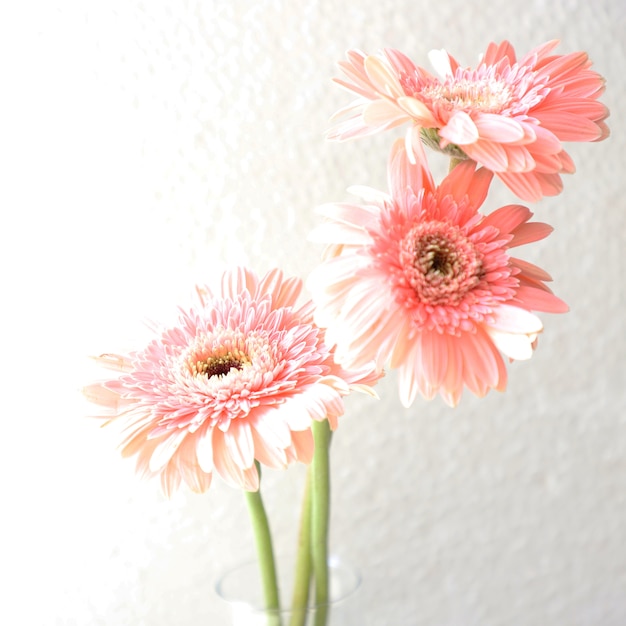 Roze bloemen op witte achtergrond voor verjaardag, verjaardag, bruiloft Floral Frame