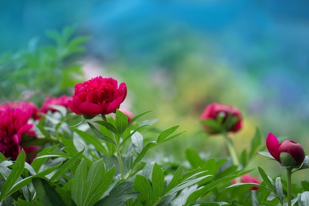 Roze bloemen pioenrozen bloeiend Pioenrozen zomerbloesem