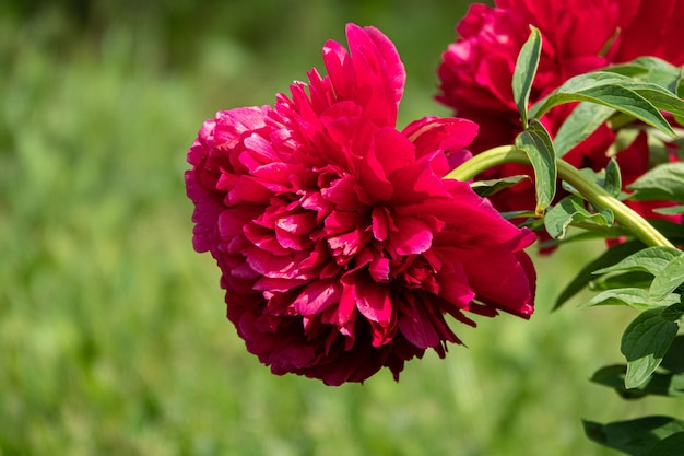 roze bloemen pioenrozen bloeiende pioenrozen tuin.