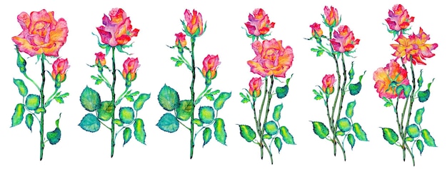 Roze bloemen Rozen knoppen en bladeren op witte achtergrond aquarel illustratie bloemen clipart