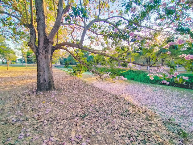 Roze bloemen Tabebuia Rosea Blossom