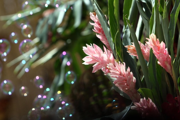 roze bloemen tegen de achtergrond