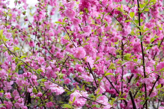 Roze bloemen van amandelstruik close-up