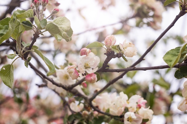 Roze bloemen van appelboom op een tak