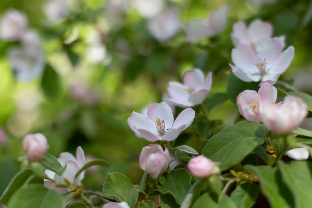 Roze bloemen van bloeiende appelboom in het voorjaar op een zonnige dag close-up