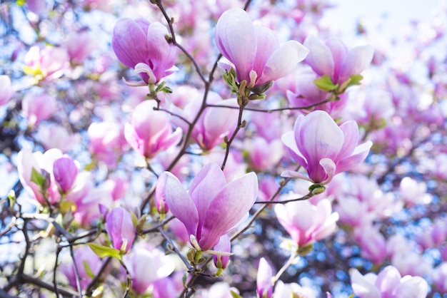 Roze bloemen van bloeiende magnoliaboom in de lente