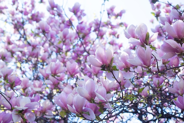 Roze bloemen van bloeiende magnoliaboom in het voorjaar. natuur.