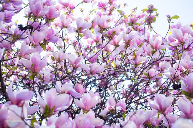 Roze bloemen van bloeiende magnoliatakken in het voorjaar