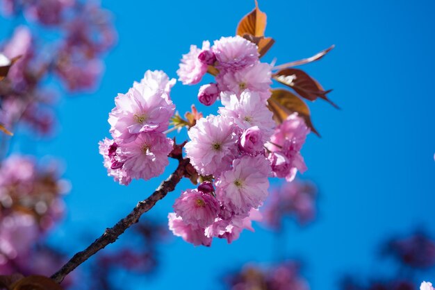 Roze bloemen van bloeiende sakura-boom in de lente zonnige dag