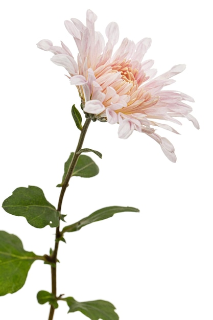 Roze bloemen van chrysanthemum geïsoleerd op een witte achtergrond