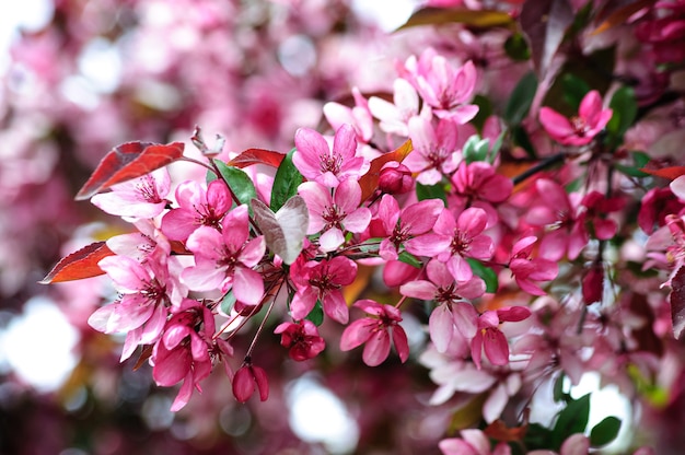 roze bloemen van de bloeiende paradijsappelboom