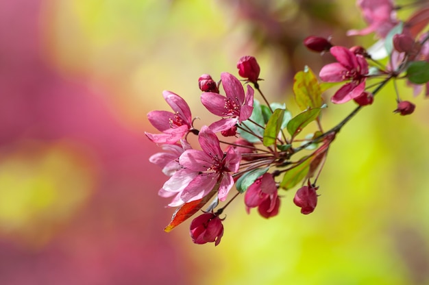 Roze bloemen van de bloeiende paradijsappelboom