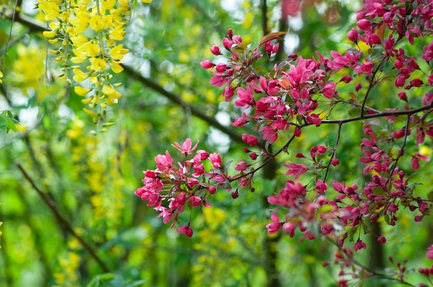 roze bloemen van de bloeiende paradijsappelboom