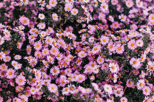 roze bloemen van de herfst asters