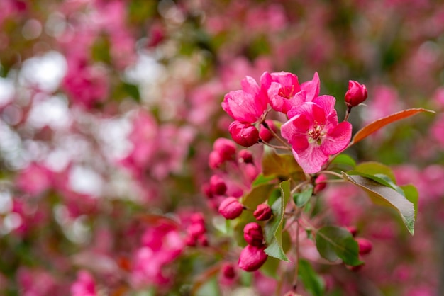 Roze bloemen van een appelboom Lentebloeiende tuin