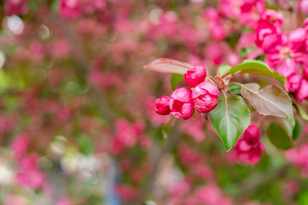 Roze bloemen van een appelboom Lentebloeiende tuin