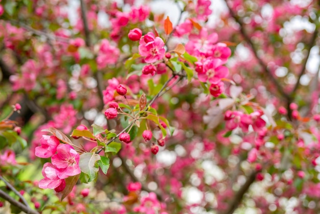 Roze bloemen van een appelboom Lentebloeiende tuin