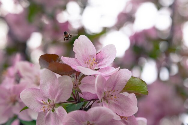 Roze bloemen van een sierappelboom in het park